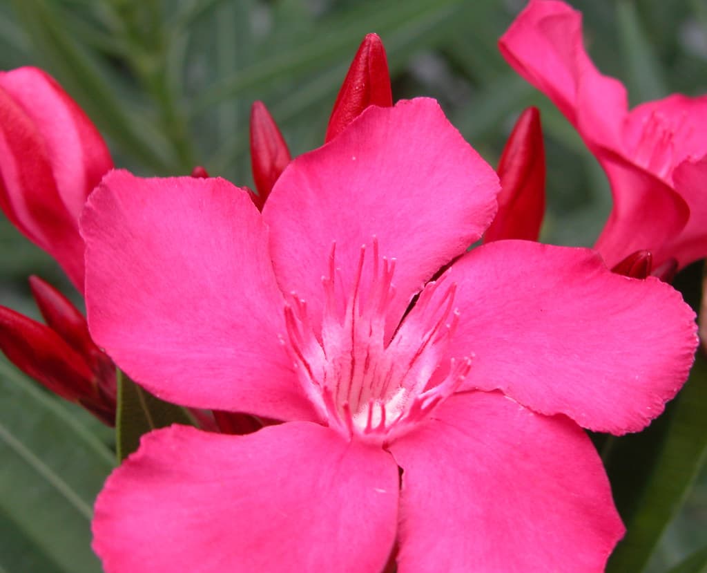 Pink Flower "Intense"
