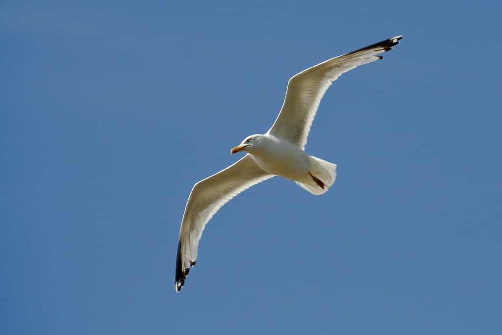 In flight