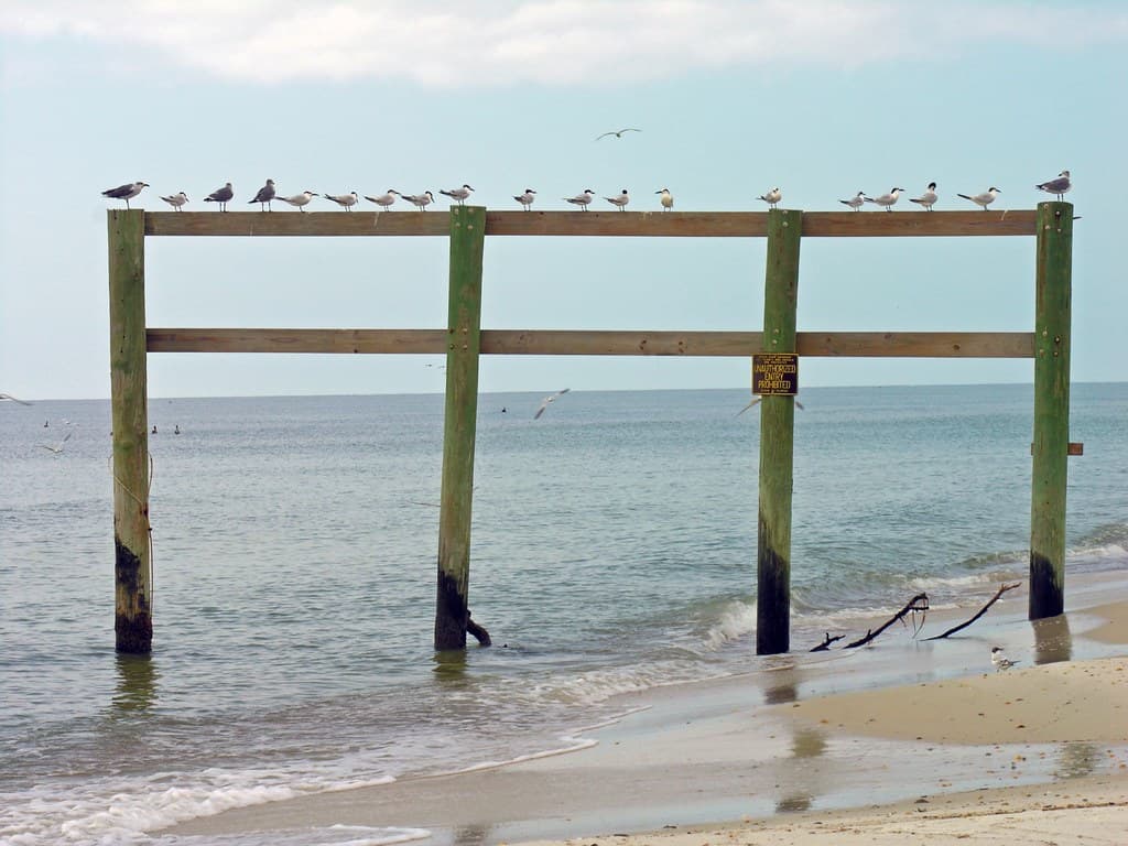 Birds on a Post
