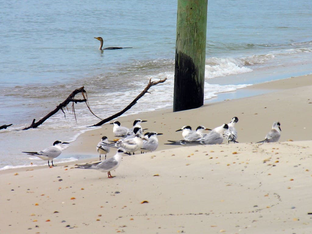 On and Off Shore Birds