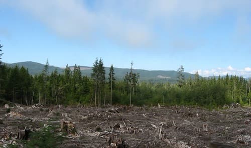 Cleared Area near U.S. 101 Near Forks, Washington