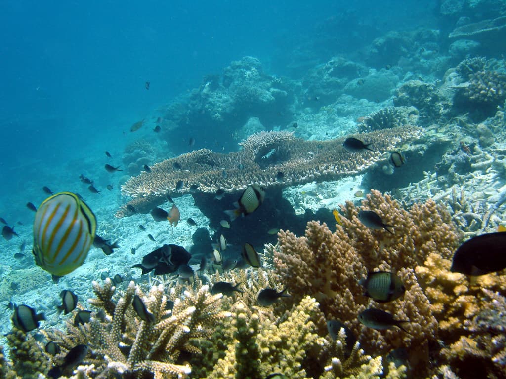 Tropical Fish