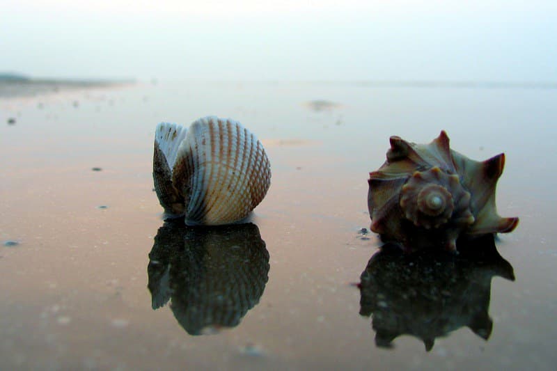 Shells on Isle of Palms, looking east