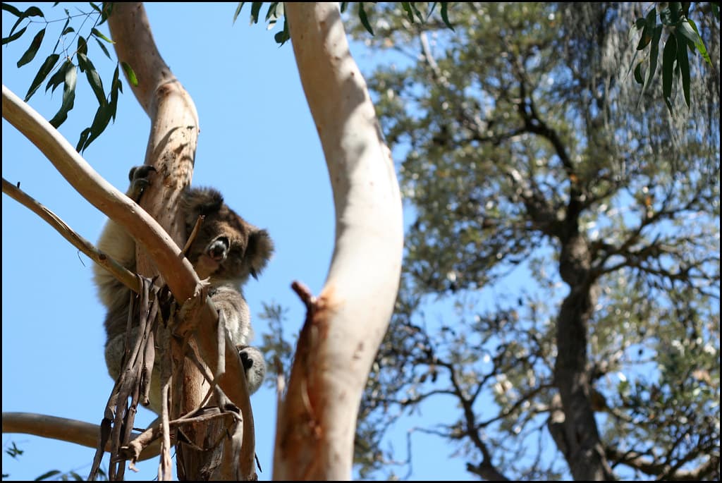 Koala