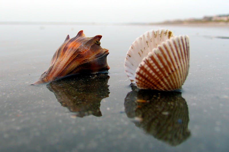 Isle of Palms Beach