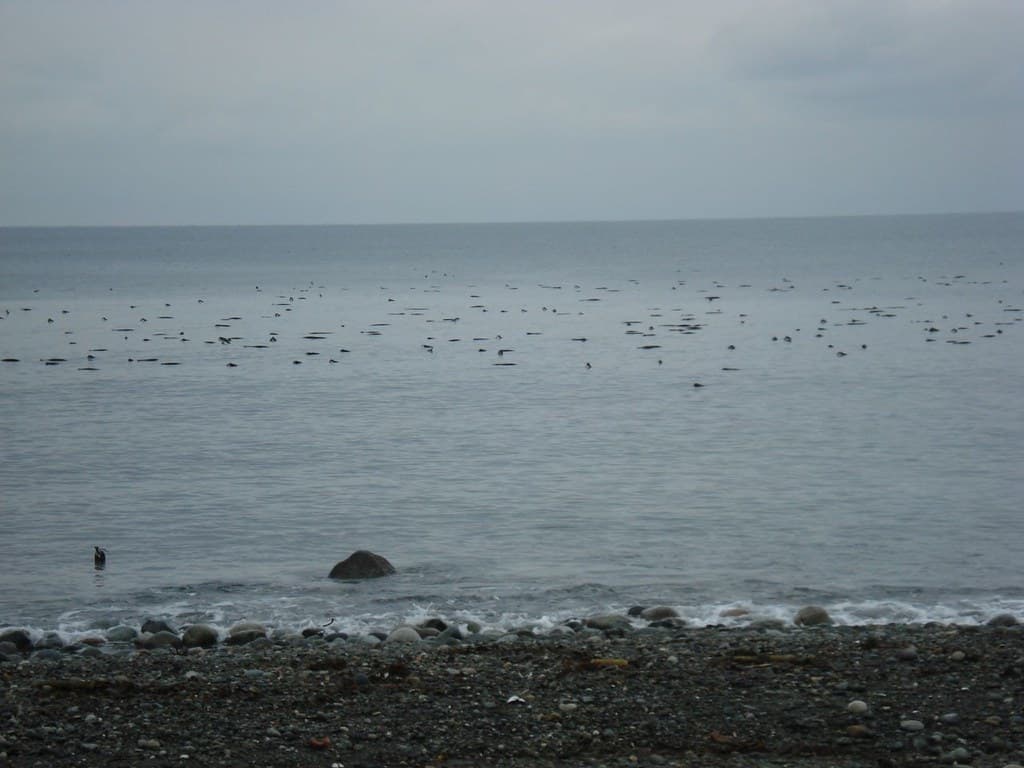 The Kelp