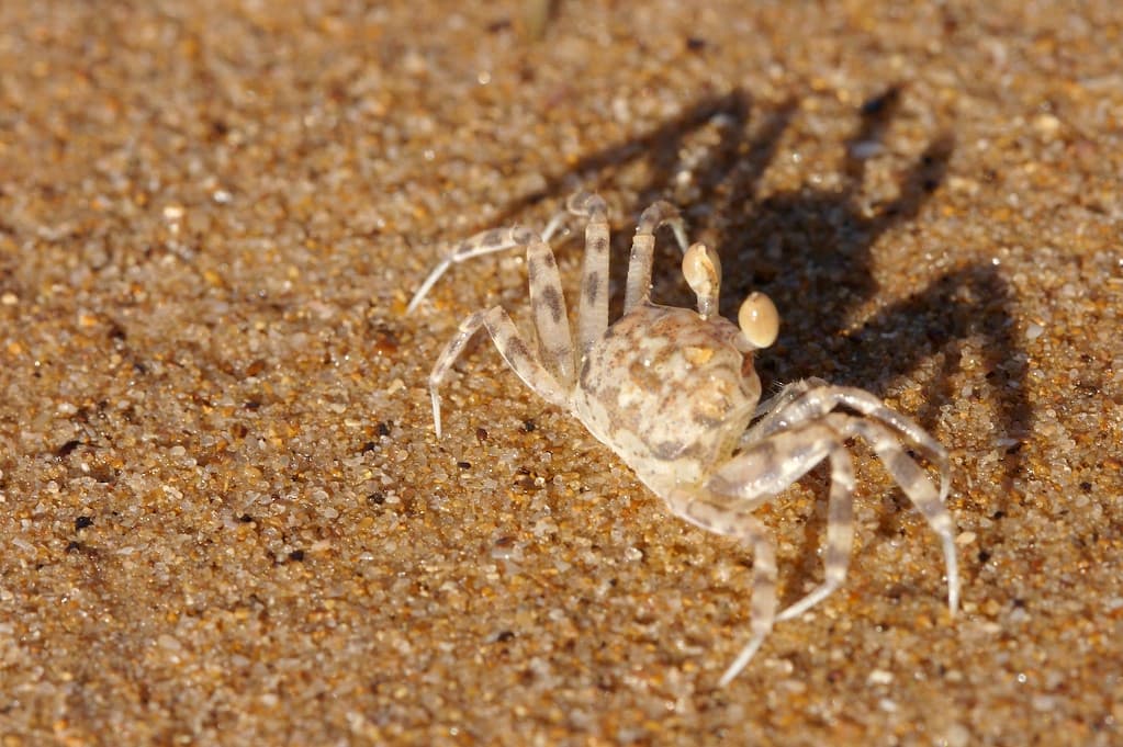 Wadeye Beach