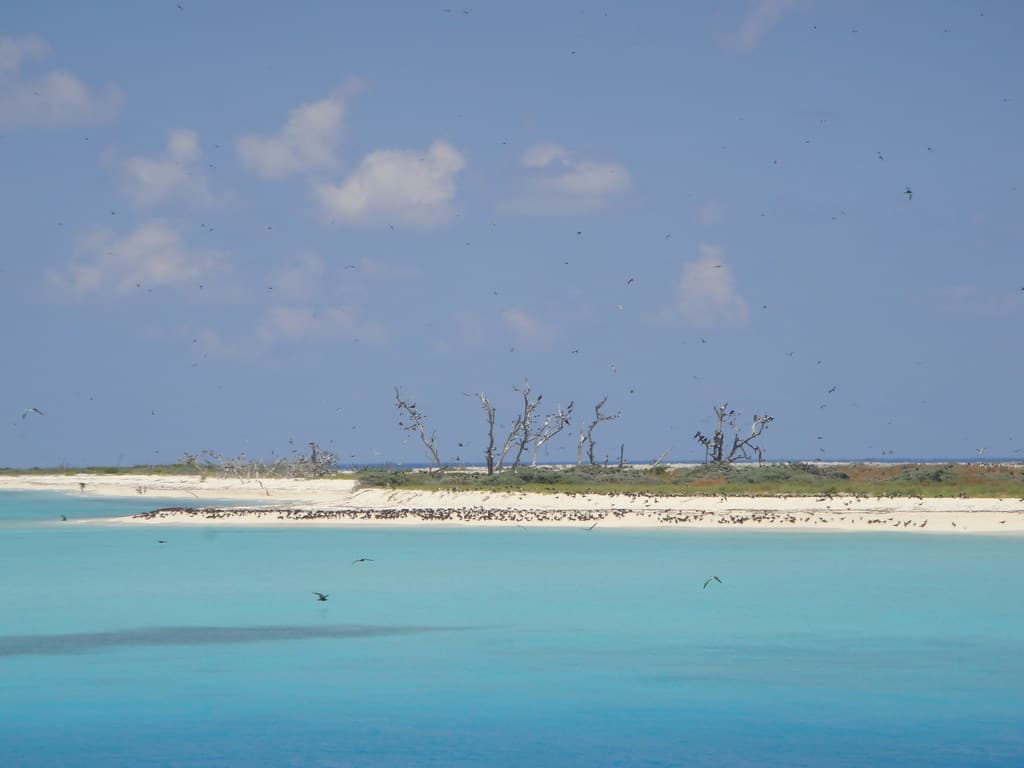 Birds on Bush Key, Dry Tortugas National Park