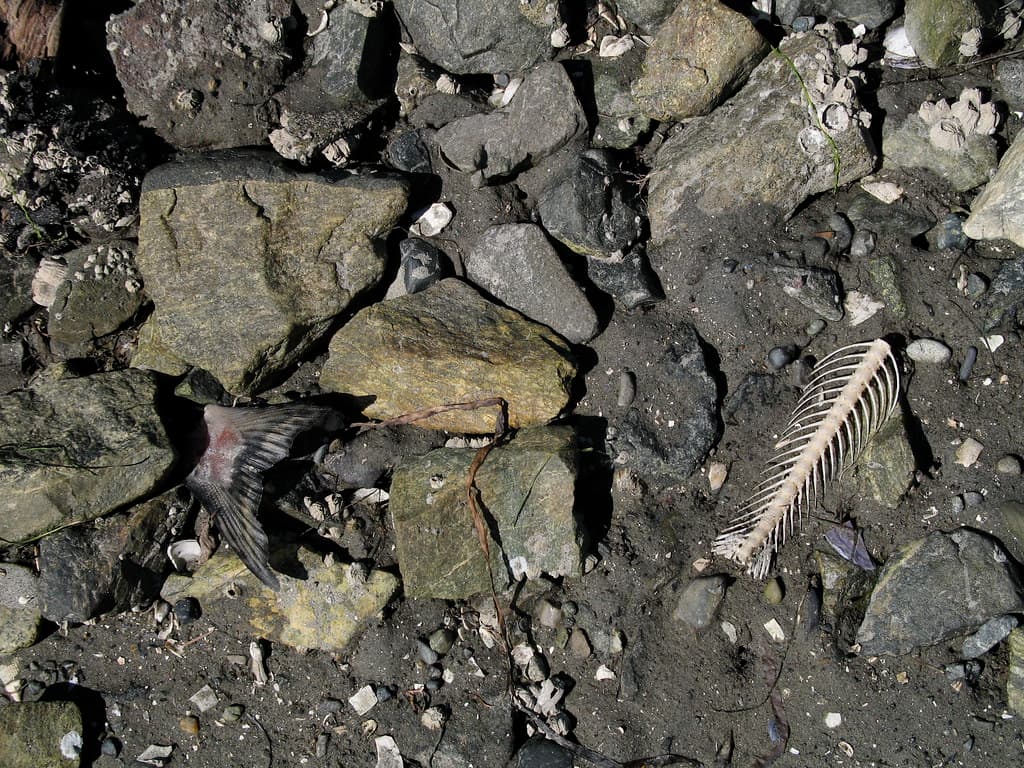 bird's work