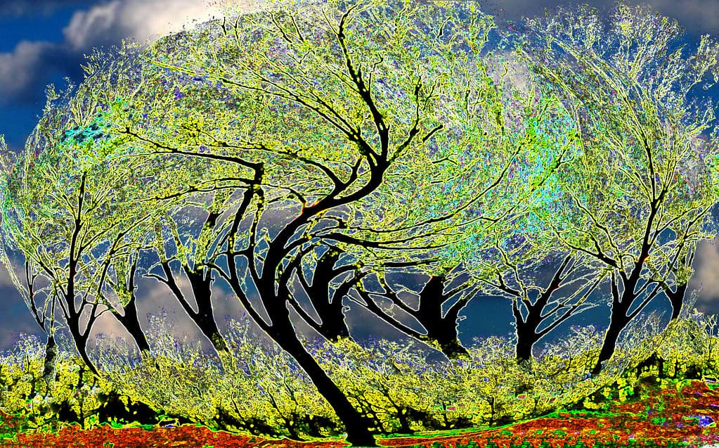 Twisted Trees in the Cloned Twisted Forest of Our Mind