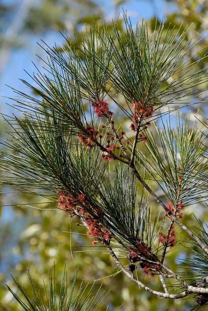 Allocasuarina littoralis 070629-1932