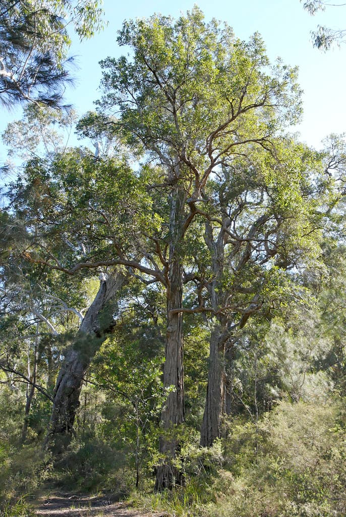 Syncarpia glomulifera 070630-1987