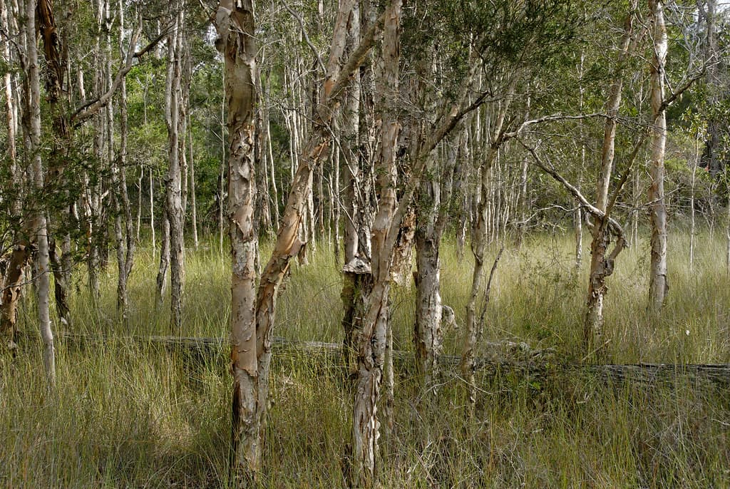 Melaleuca spp. 070629-1921