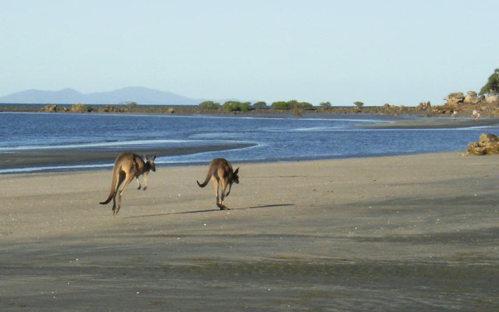 Känguru am Strand