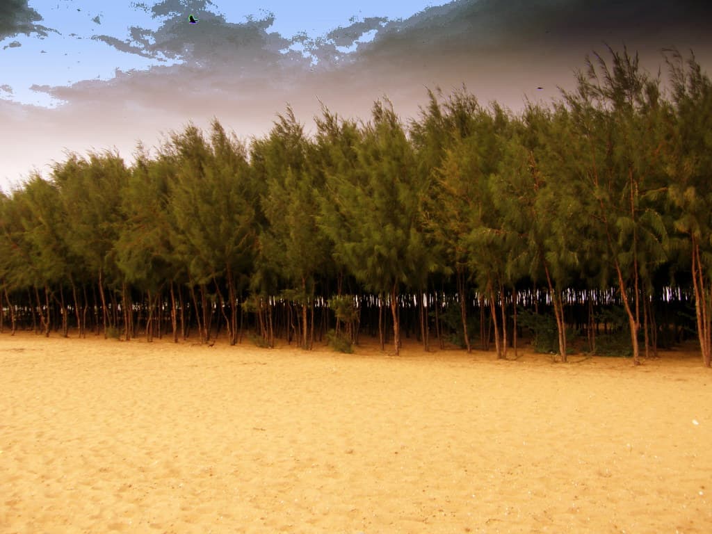 Beach and Trees
