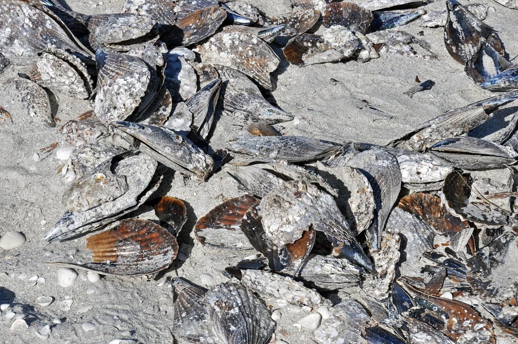 Atrina pen shell bivalves on marine shoreline (Algiers Beach, Sanibel Island, Florida, USA) 5