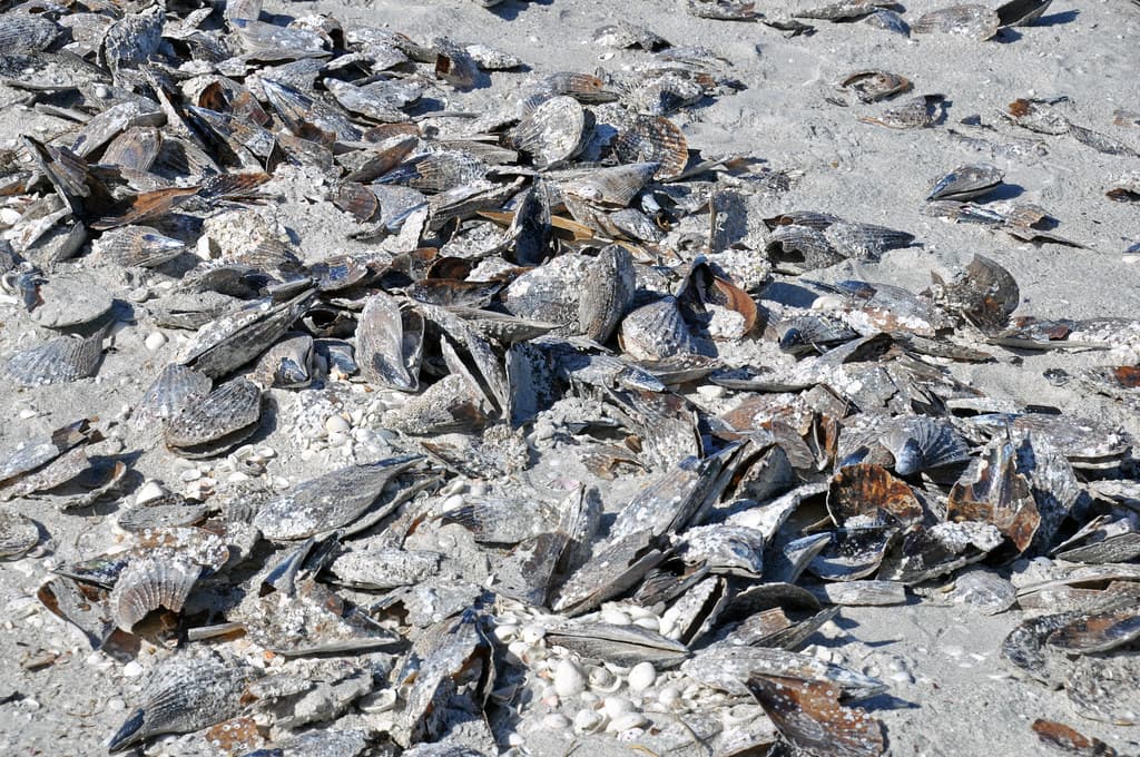 Atrina pen shell bivalves on marine shoreline (Algiers Beach, Sanibel Island, Florida, USA) 3