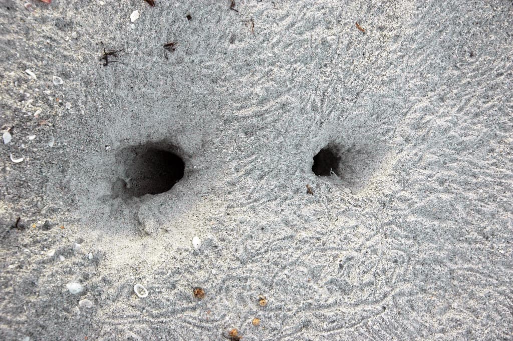 Atlantic ghost crab burrow (Bowman's Beach, Sanibel Island, Florida, USA) 4