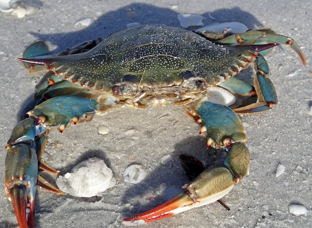 Callinectes sapidus (blue crab) (Cayo Costa Island, Florida, USA) 4