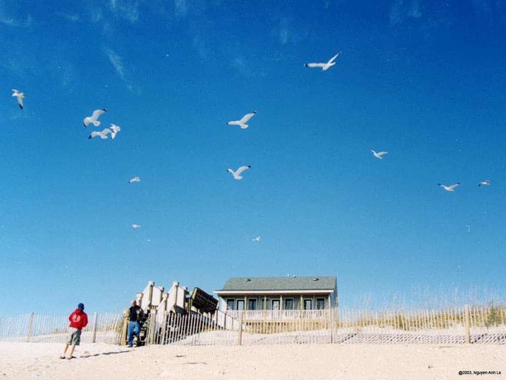 Seagulls