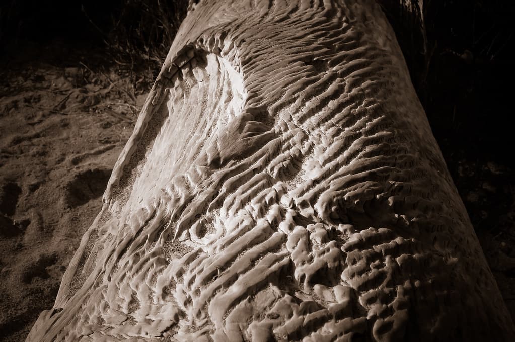 Fallen Tree I...