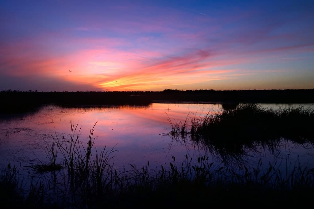 A flourish in the sky at sunset.
