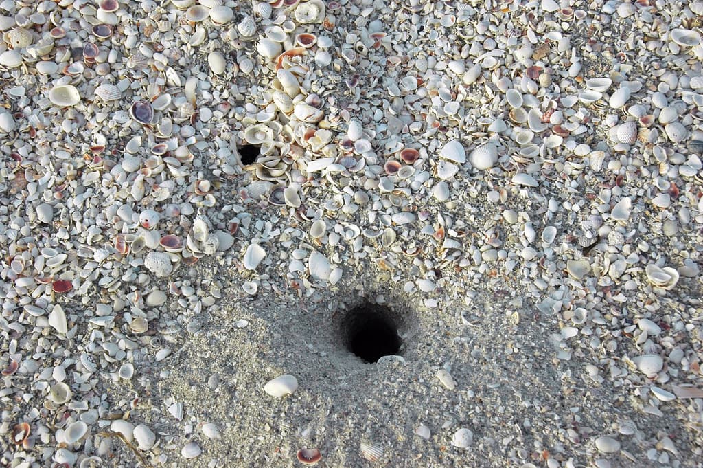 Atlantic ghost crab burrow (Bowman's Beach, Sanibel Island, Florida, USA) 5