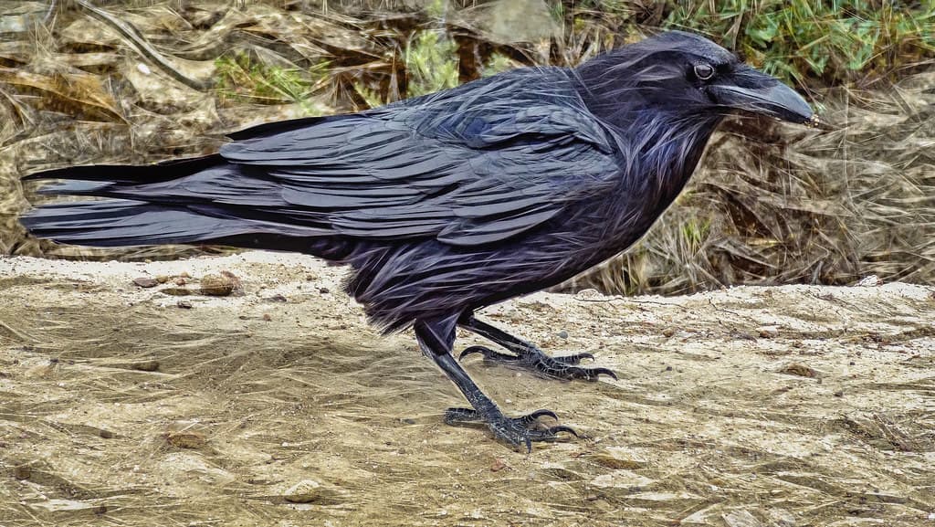 The Raven