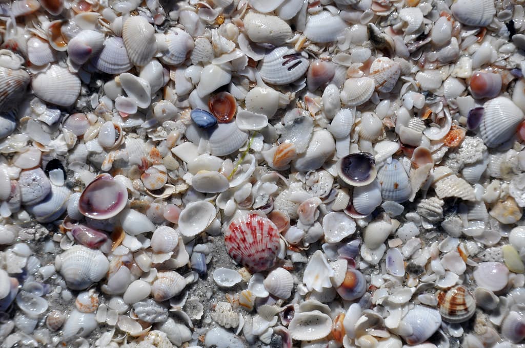 Mollusc shells on marine beach (Algiers Beach, Sanibel Island, Florida, USA) 5