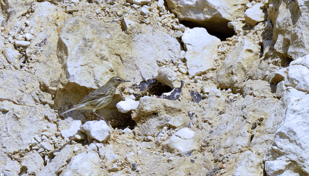 Rock Pipit