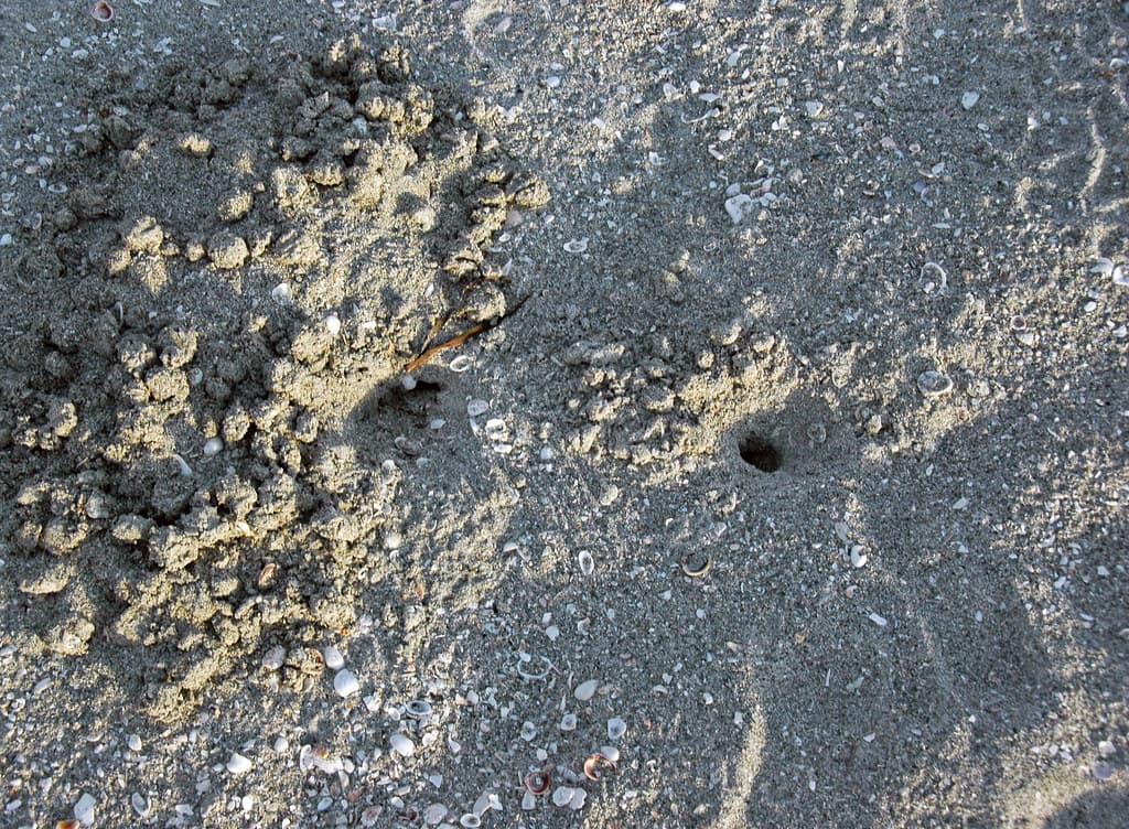 Atlantic ghost crab burrow (Bowman's Beach, Sanibel Island, Florida, USA) 1