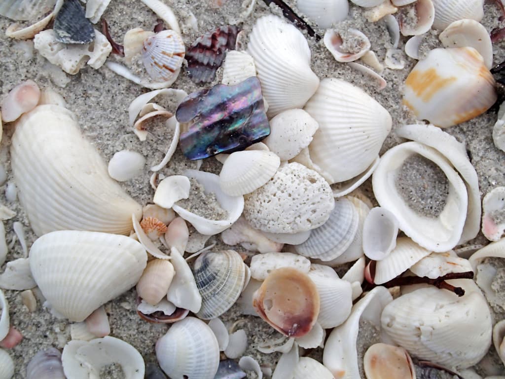 Mollusc shells on marine beach (Sanibel Inn Beach, Sanibel Island, Florida, USA) 3