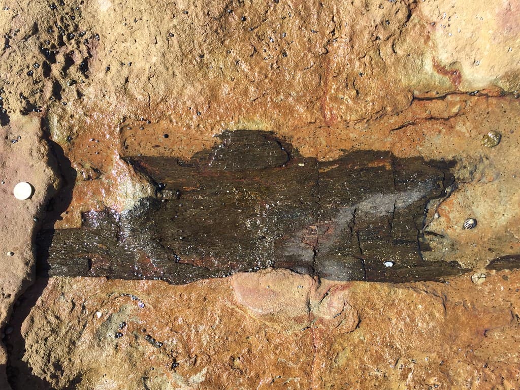 Permian fossilised wood