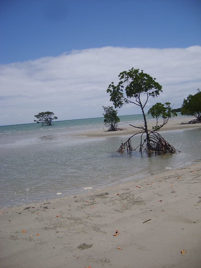 Mangroves live a good life.