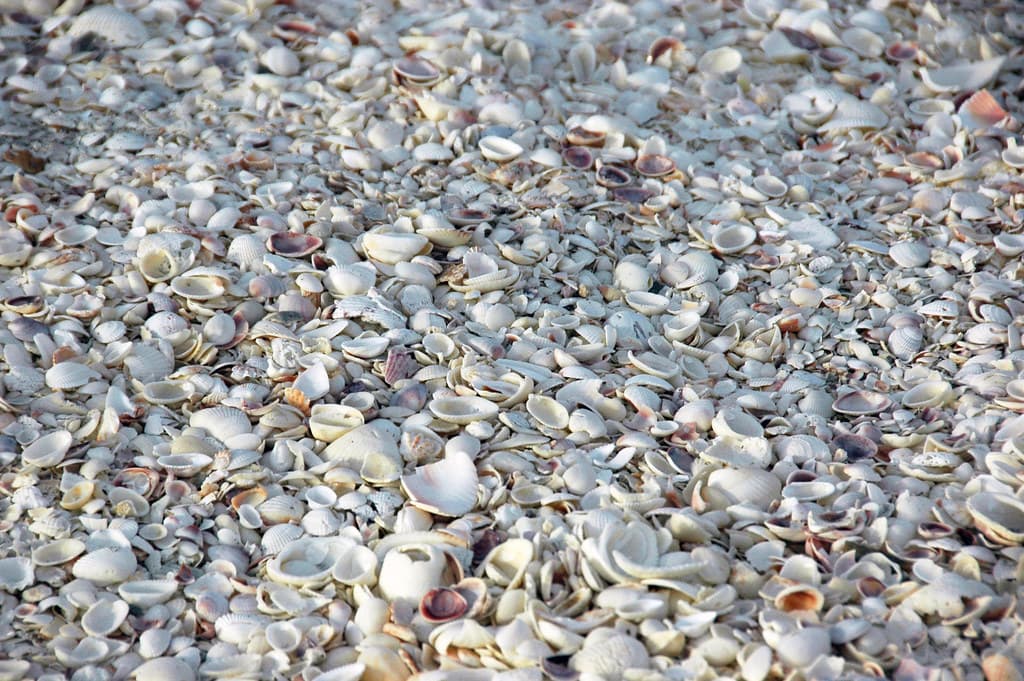 Mollusc shells on marine beach (Bowman's Beach, Sanibel Island, Florida, USA) 1