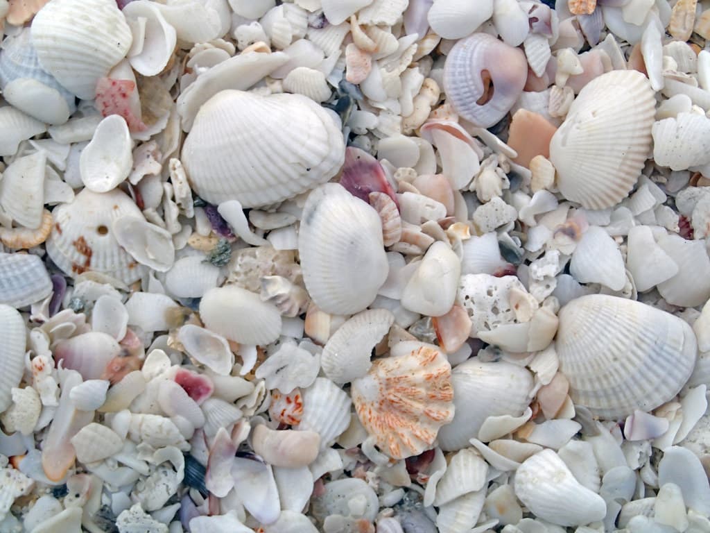 Mollusc shells on marine beach (Sanibel Inn Beach, Sanibel Island, Florida, USA) 9
