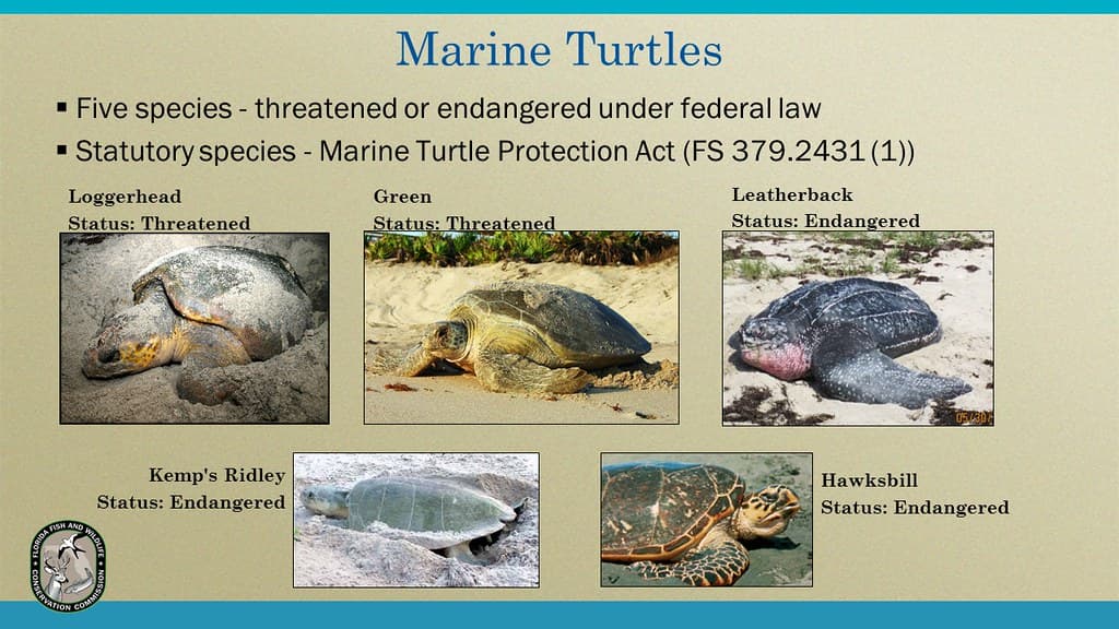Marine Turtles