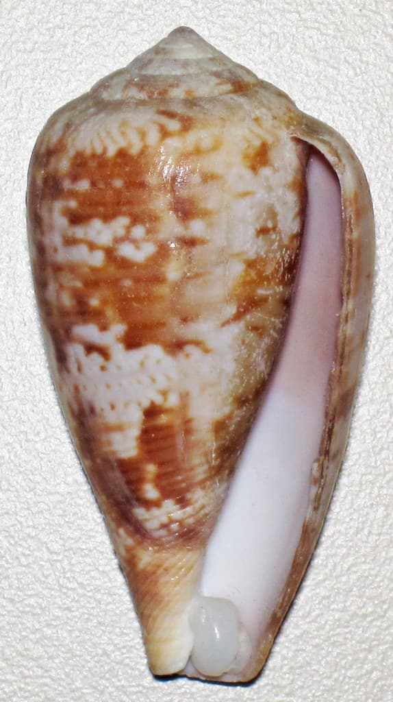 Conus tinianus (ruddy cone snail) 3