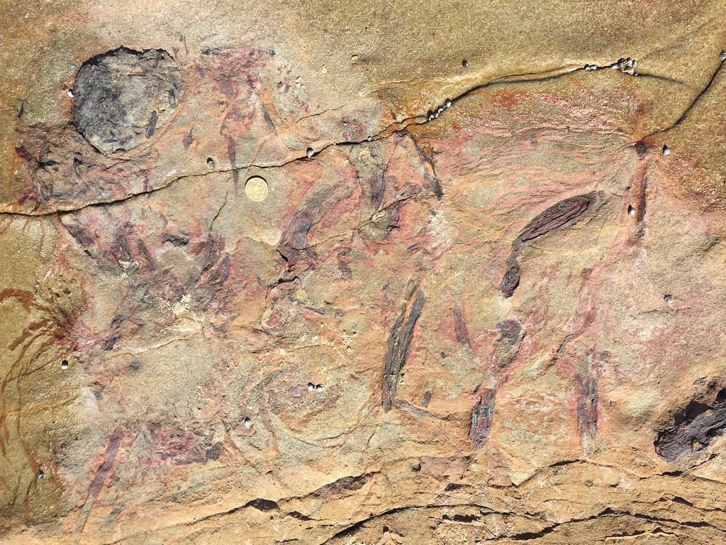 Permian fossilised wood