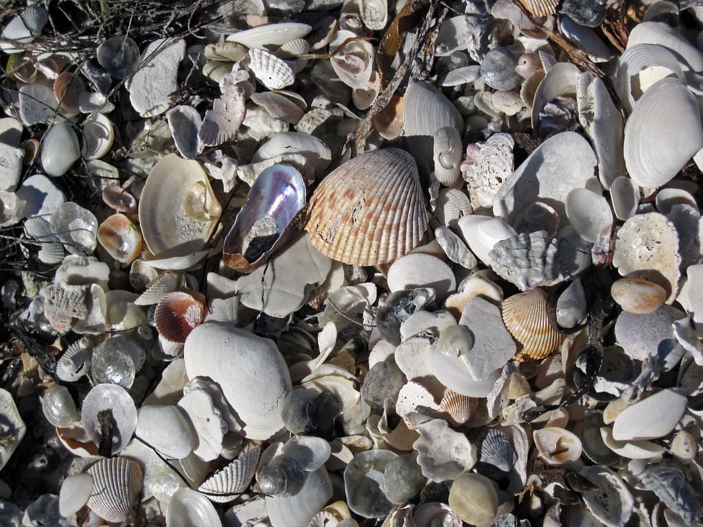 Mollusc shells on marine beach (Cayo Costa Island, Florida, USA) 2
