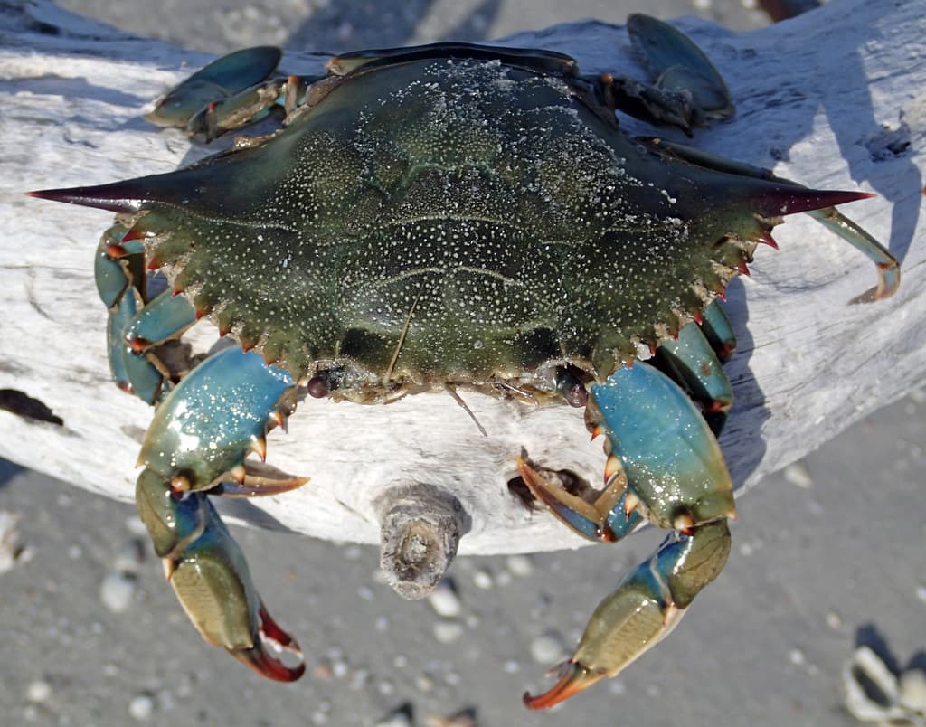 Callinectes sapidus (blue crab) (Cayo Costa Island, Florida, USA) 5