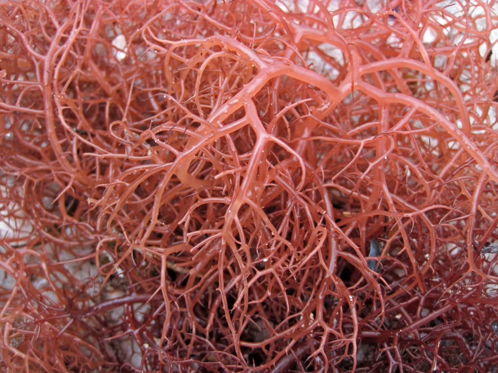 Gracilaria tikvahiae (graceful redweed) (Cayo Costa Island, Florida, USA) 3