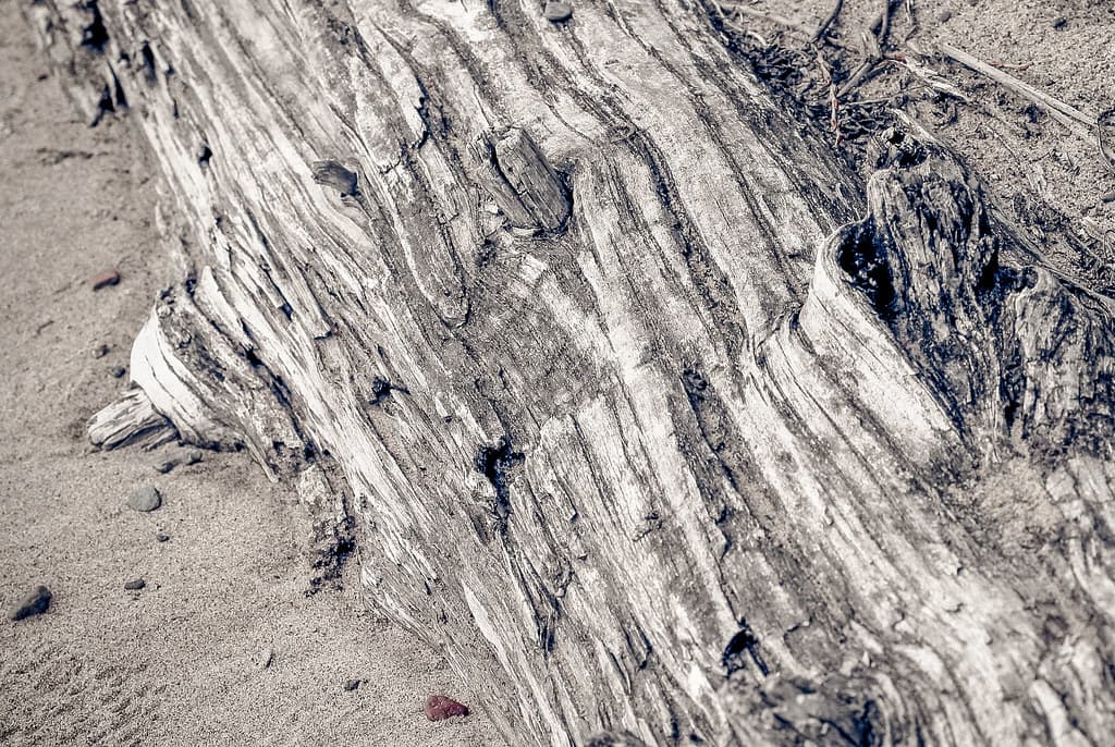 Driftwood