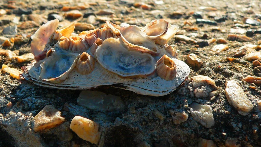 cluster