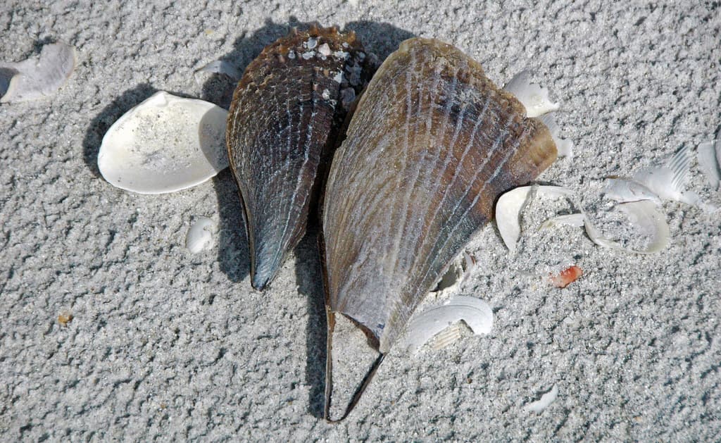 Mollusc shells on marine beach (Cayo Costa Island, Florida, USA) 21