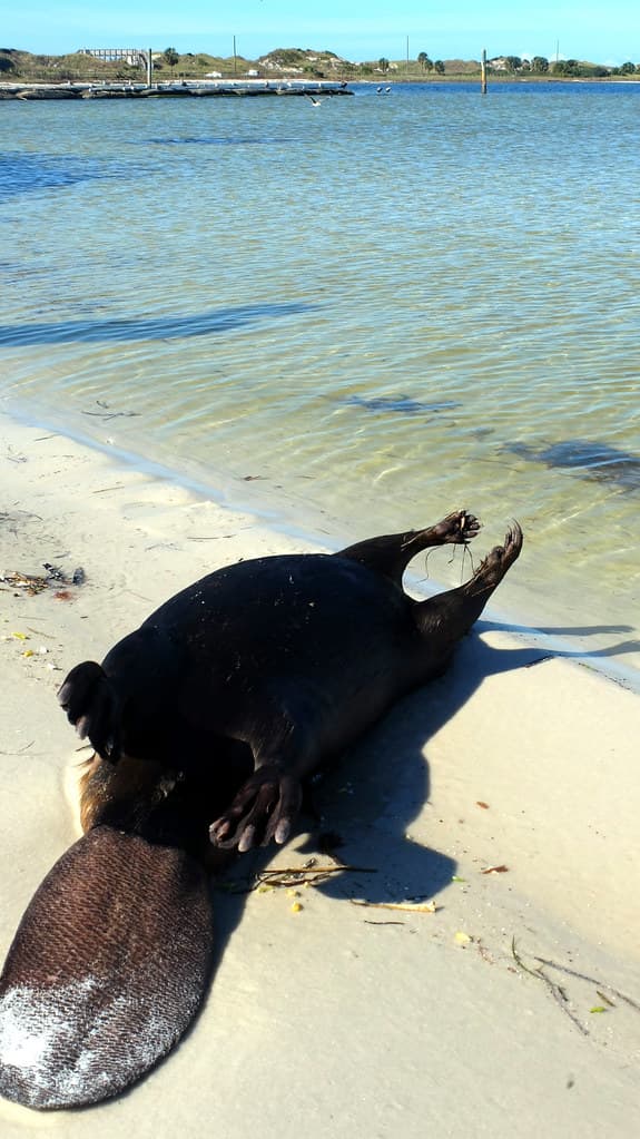 Something is going wrong : dead beaver. Red Tide.