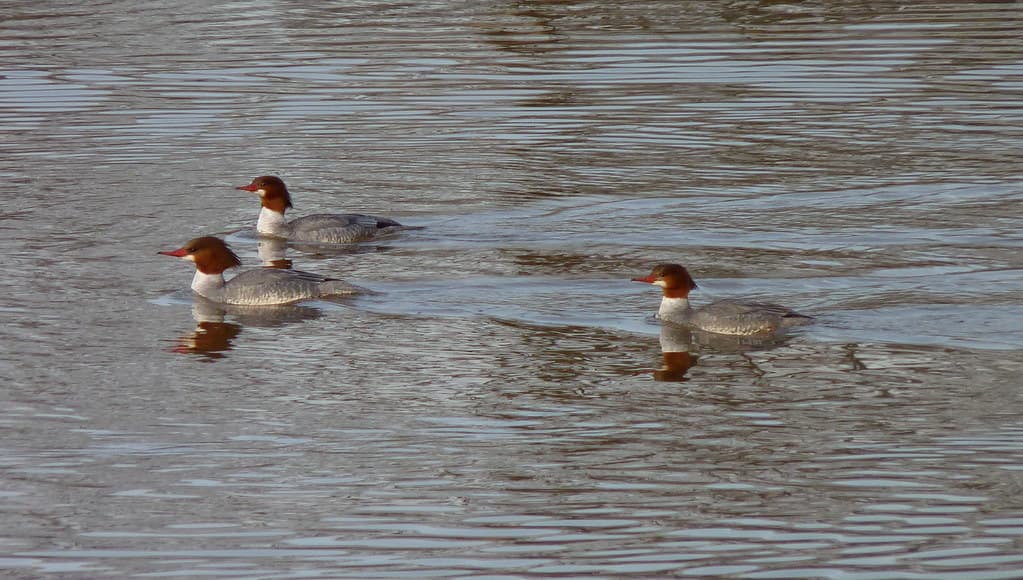 Common Merganser trio