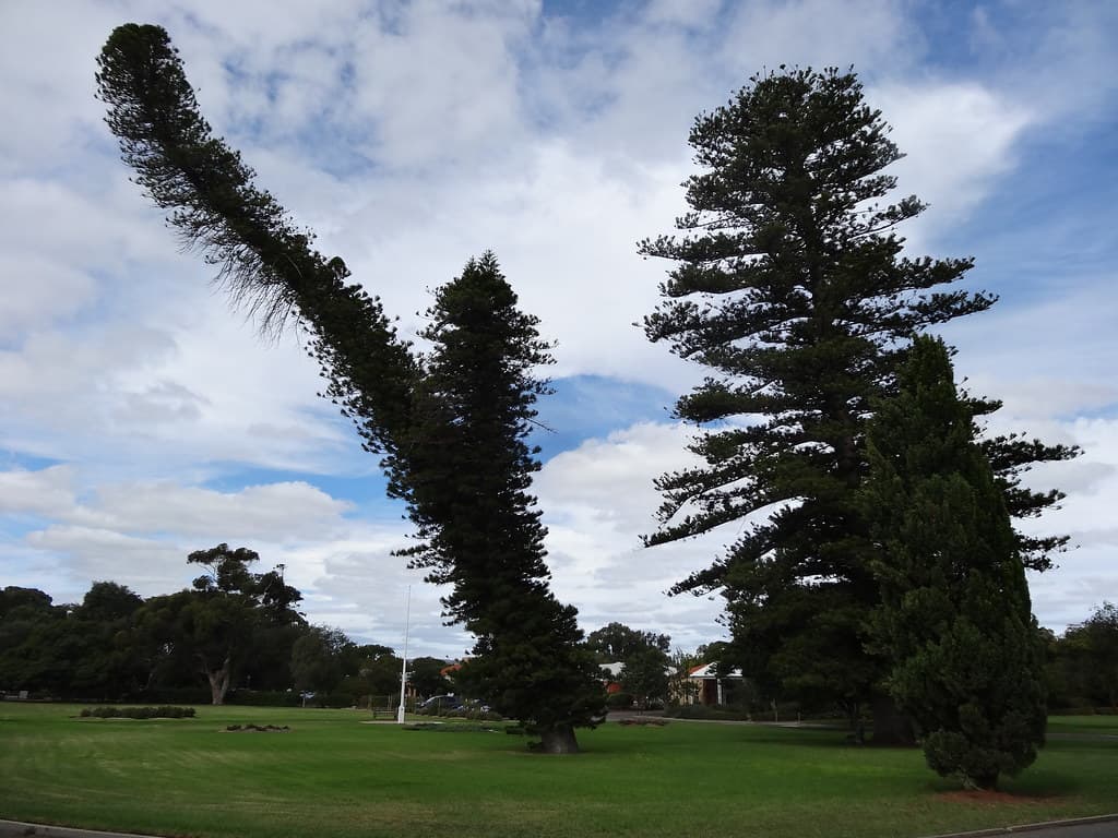 Somerton Park. Minda Homes.  A Hoop Pine with a bend.