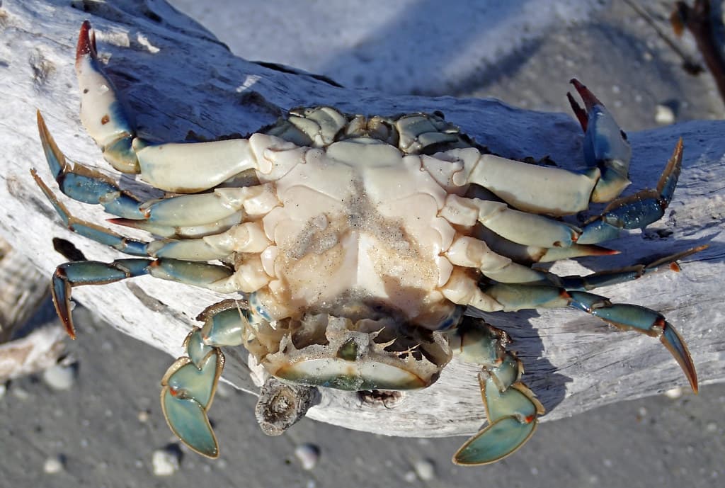 Callinectes sapidus (blue crab) (Cayo Costa Island, Florida, USA) 8