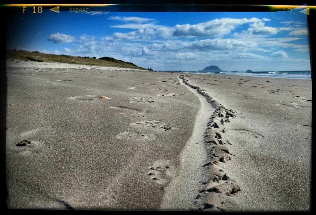 Papamoa Beach — photo by teachernz